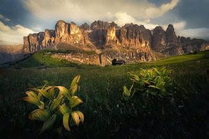 Itálie Dolomity květiny a hory léto