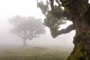 Madeira strom a les mlha