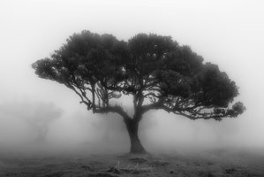 Madeira stromy v mlze minimalistická scéna