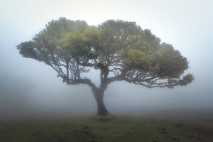 Madeira strom v mlze minimalistická scéna