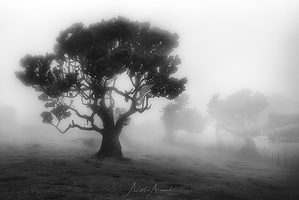 Madeira strom černobílá fotografie mlha