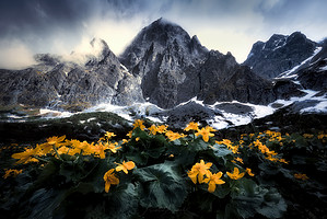 Tatry horské štíty a květiny