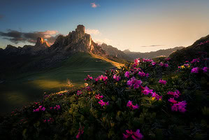 Itálie Dolomity květiny a hory