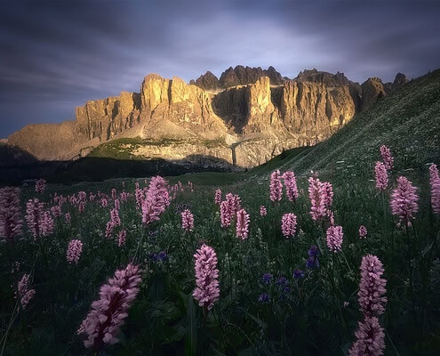 Itálie Dolomity hory a květiny v popředí
